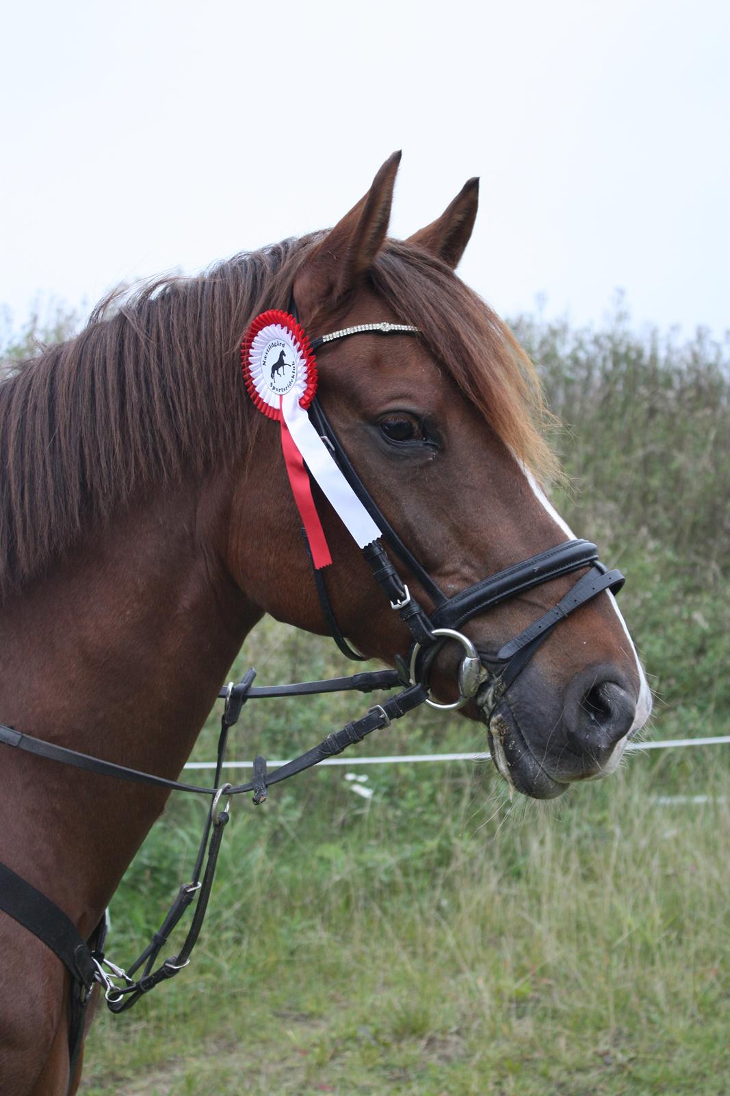 Anden særlig race Sir Ivanhoe - Næstildgård sportsrideklub billede 4