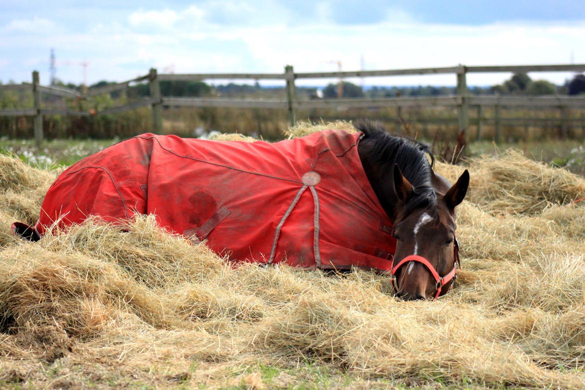 Dansk Varmblod - Adventure C. - Sleepy :3 billede 20