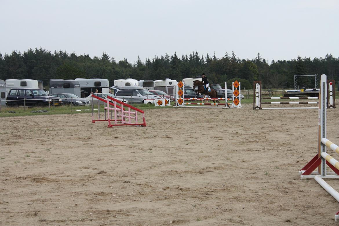 Anden særlig race Sir Ivanhoe - Hundborg rideklub - LD billede 7