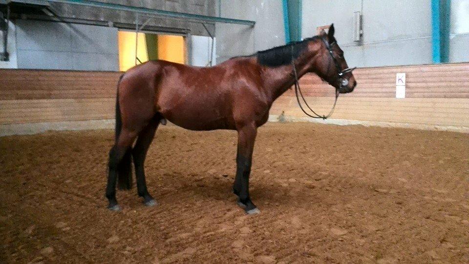 Traver Major (Majestic Eastwind) *Tidl. Hest* billede 20