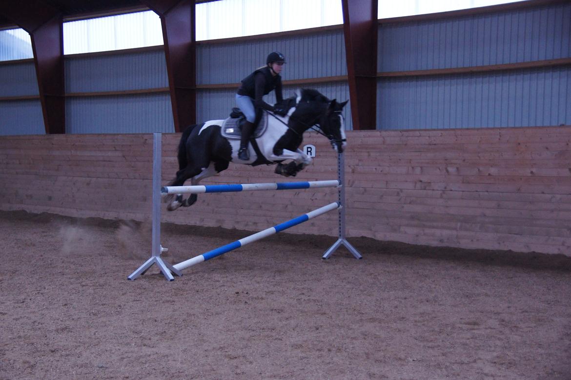 Pinto Lyngholms Maddie<3 B-pony - Sej stil over 115! billede 11