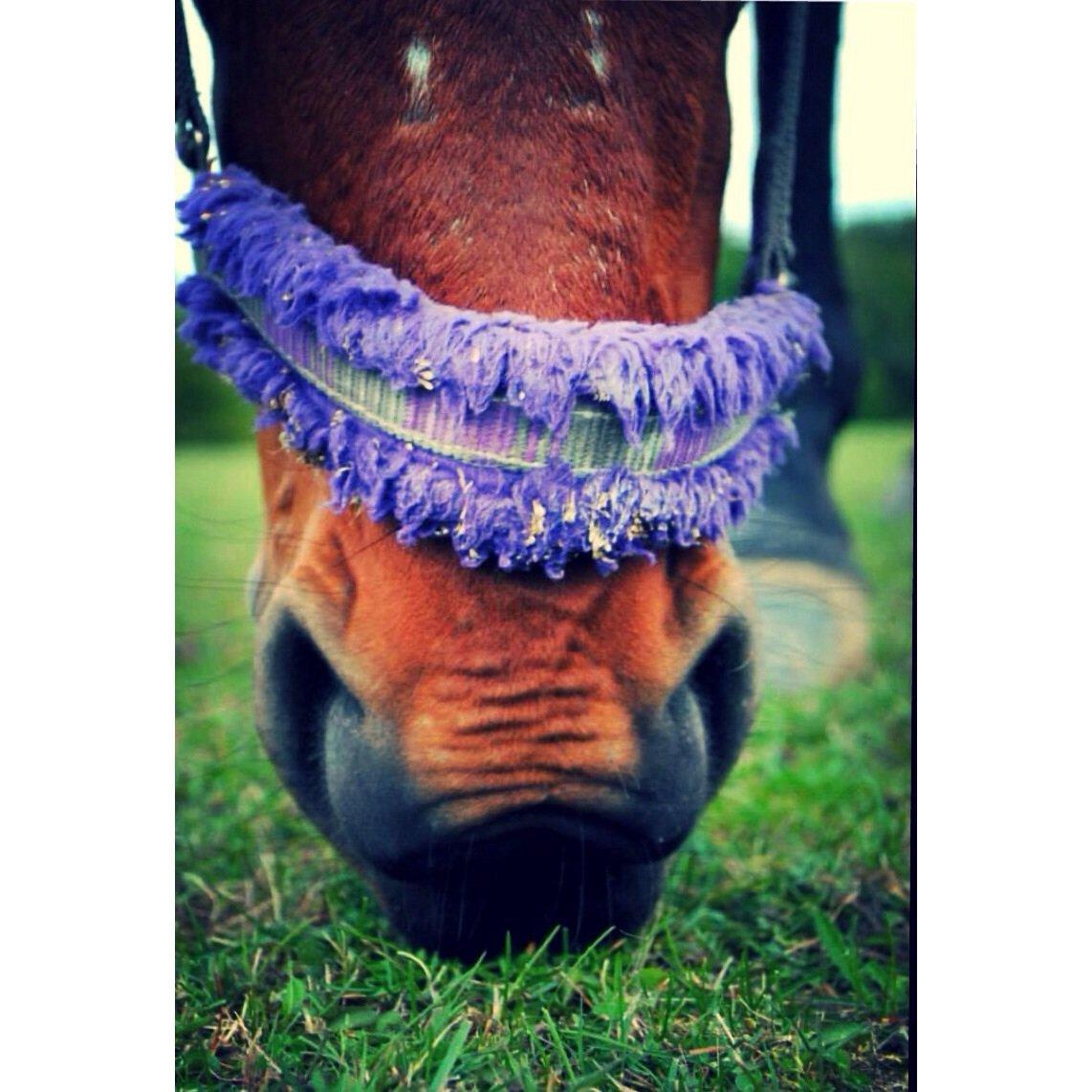 Anden særlig race Allgrea billede 3