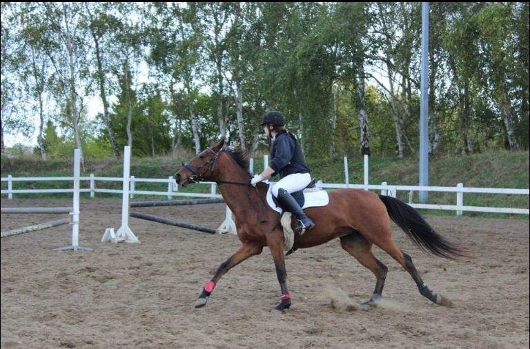 Anden særlig race Allgrea billede 4