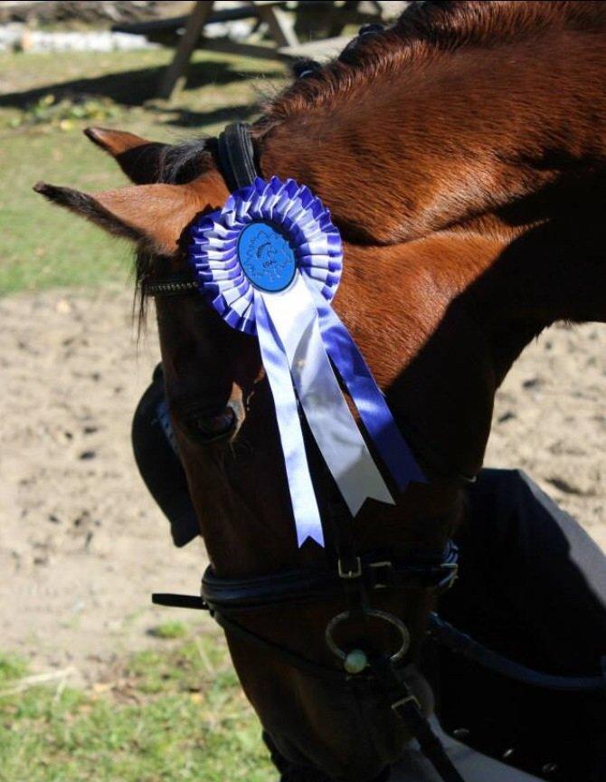 Anden særlig race Allgrea billede 7