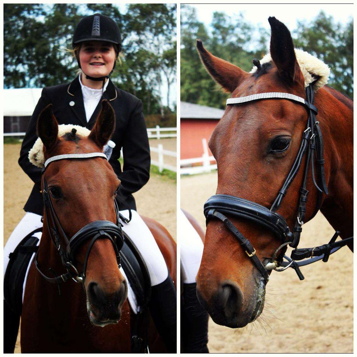 Anden særlig race Allgrea billede 10