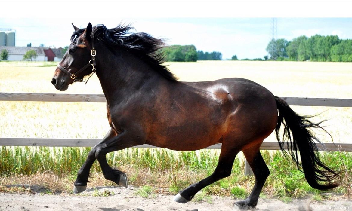 Koldblodstraver Bergtilda *Tilde*. SOULMATE <3 - Billed er fra tidligere ejer billede 5