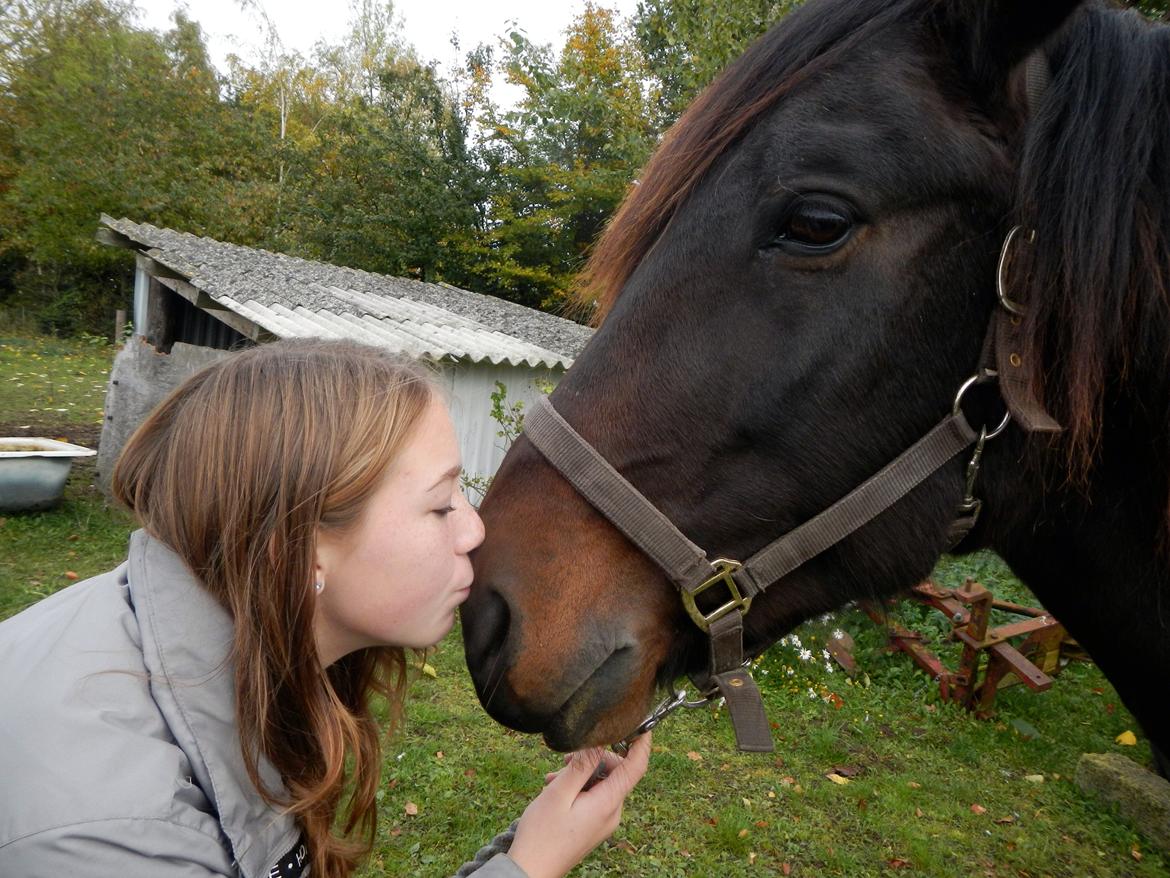 Koldblodstraver Bergtilda *Tilde*. SOULMATE <3 - Dagen efter hvor jeg fik hende hjem.  billede 1