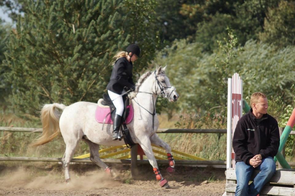 DSP Højvangens Apollonia [Tidligere hest] - Jeg elsker dig! billede 18