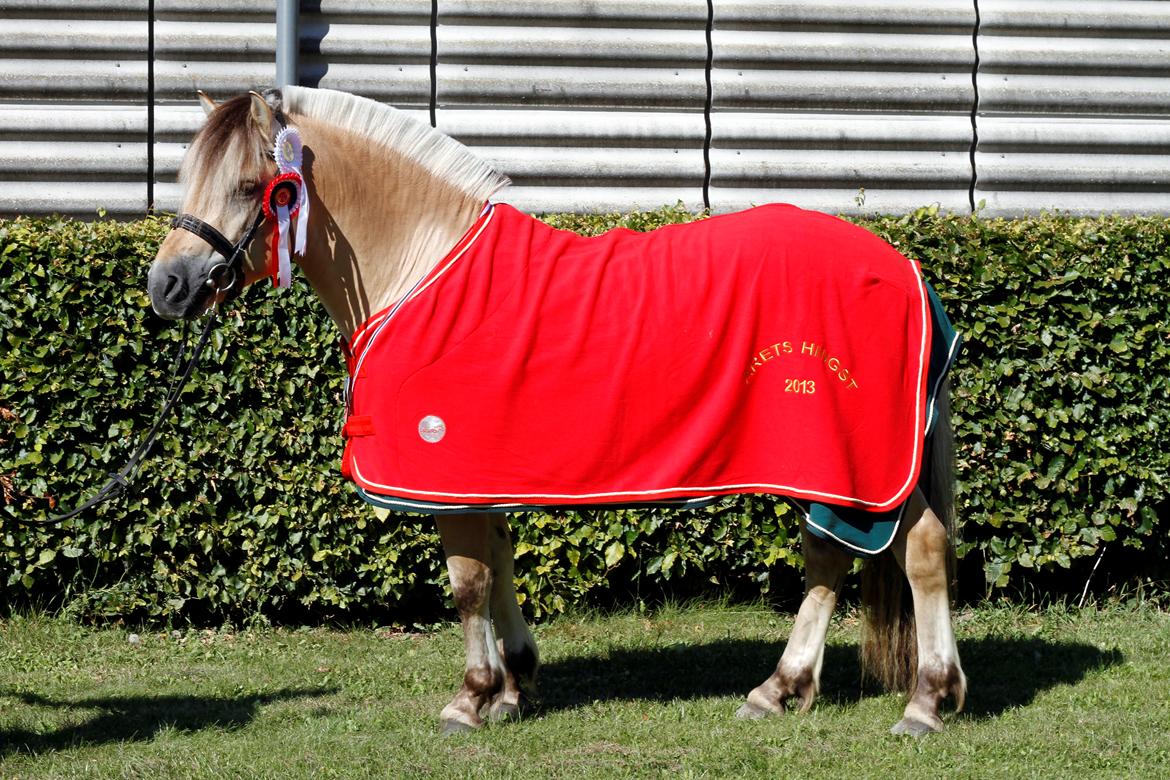 Fjordhest Optimist Halsnæs - Årets hingst 2013 billede 4