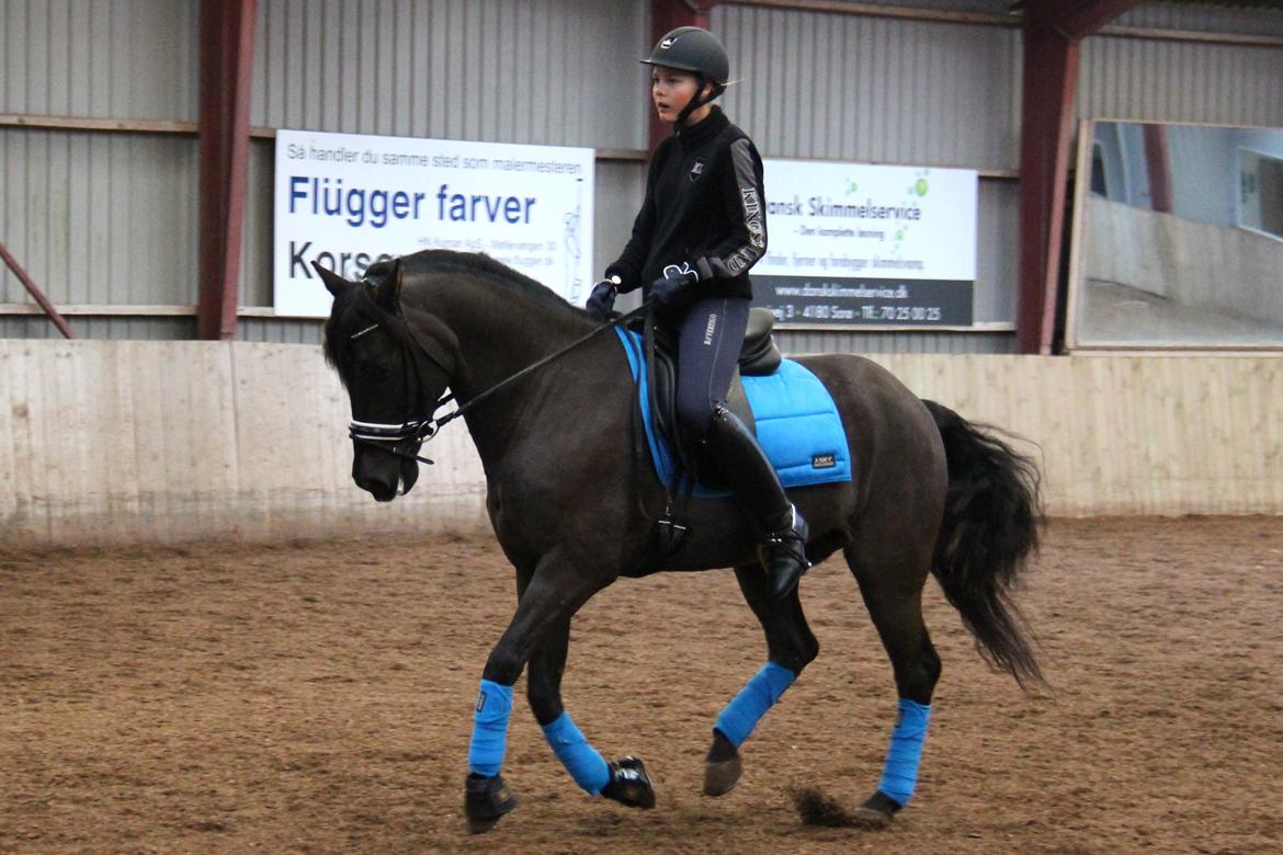 New Forest Kikkenberg's Rikki - Træning d. 20/10/13 billede 5