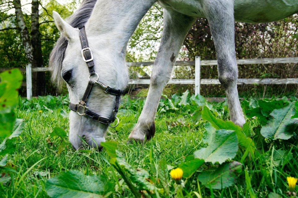Anden særlig race Langholtgårds Lulu billede 7