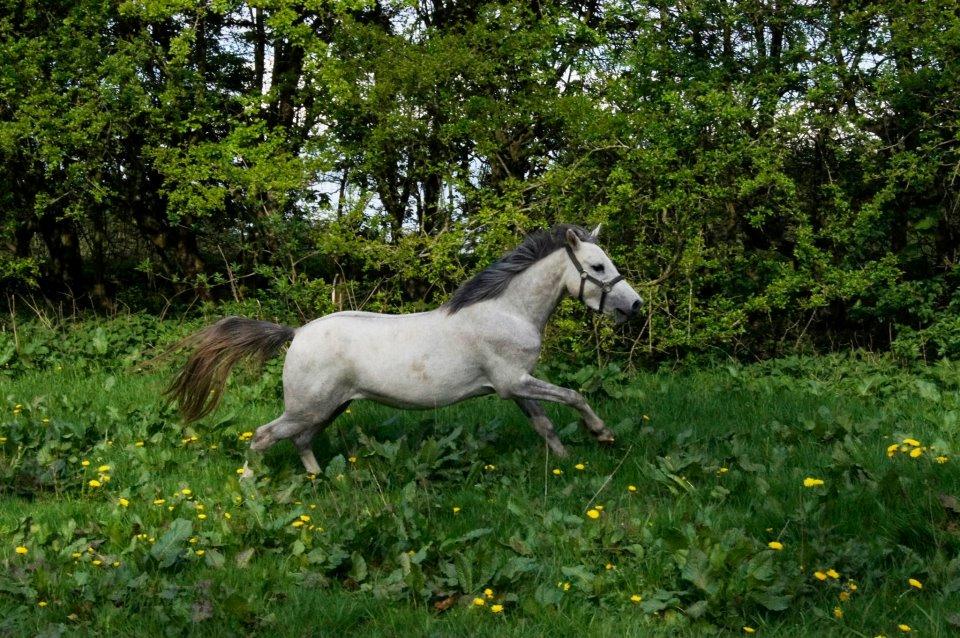 Anden særlig race Langholtgårds Lulu billede 8