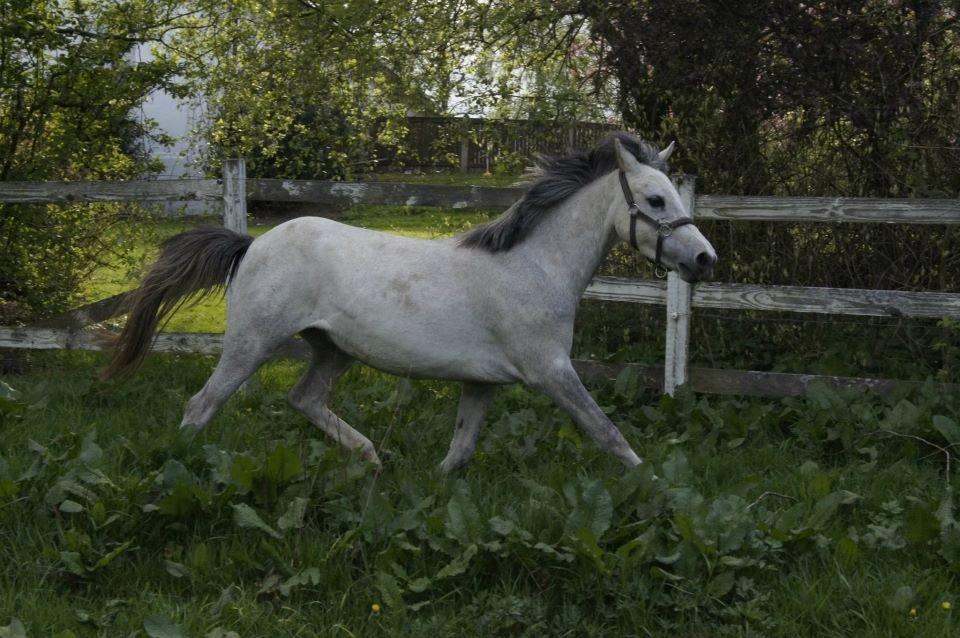 Anden særlig race Langholtgårds Lulu billede 9