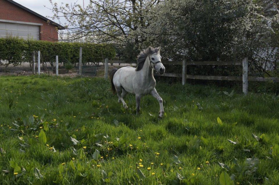Anden særlig race Langholtgårds Lulu billede 10