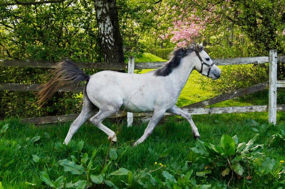 Anden særlig race Langholtgårds Lulu billede 11