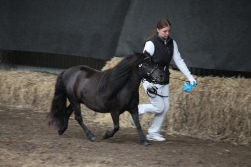Shetlænder Mosbækmindes Jasmin billede 20