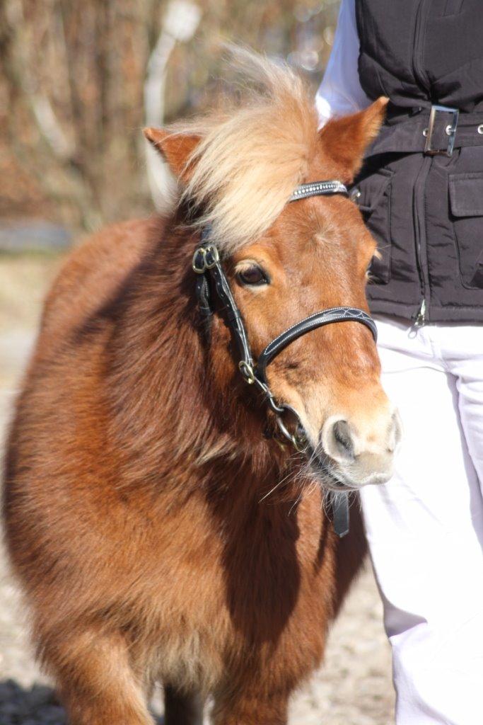 Shetlænder Nanja af rolighed billede 18
