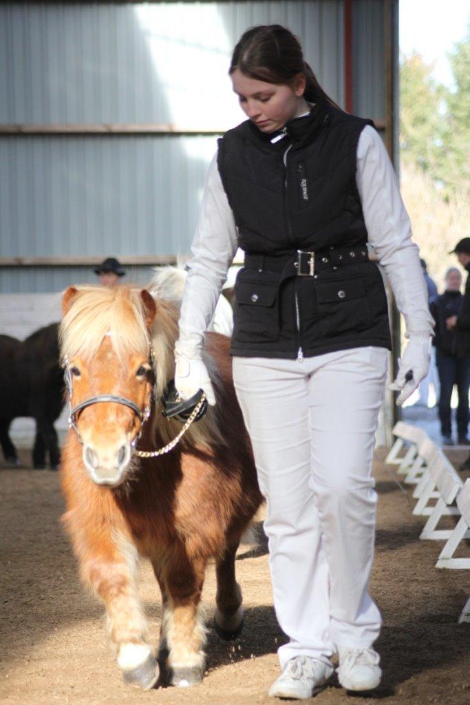 Shetlænder Nanja af rolighed billede 19