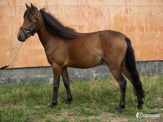 Kaspisk hest Galant - Billede venligst udlånt af gamle ejer billede 9