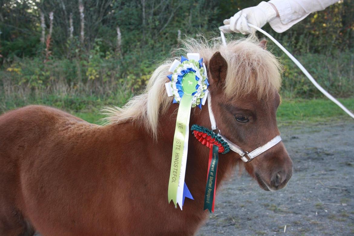 Shetlænder Baks Sorrel billede 9