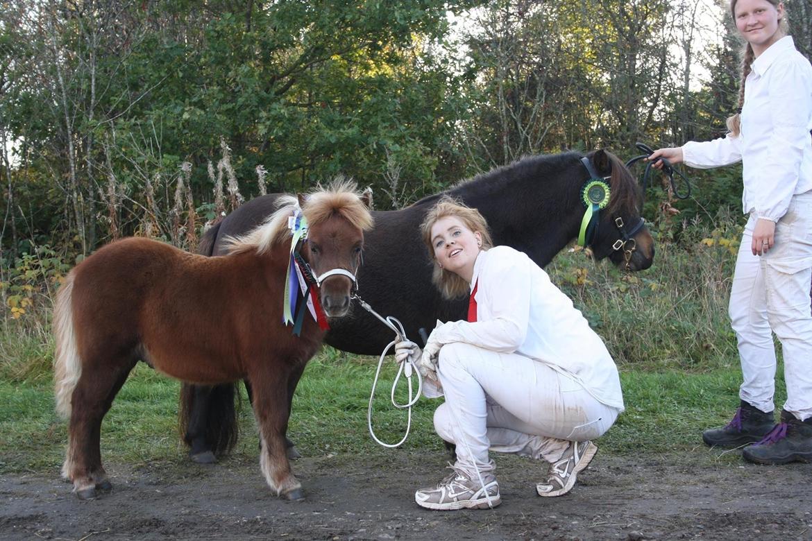 Shetlænder Baks Sorrel billede 10