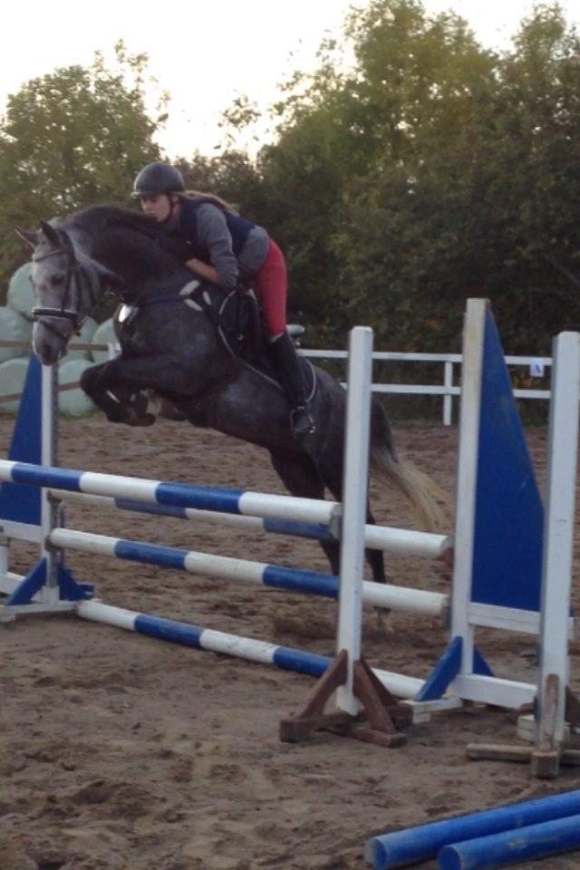 Anden særlig race Bækkeskovens Hurricane billede 5