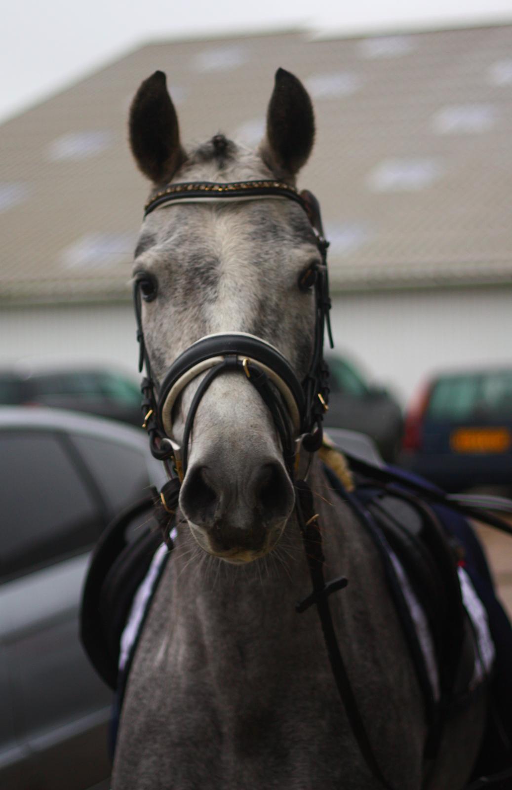 New Forest Egeballes Suzuki. billede 2