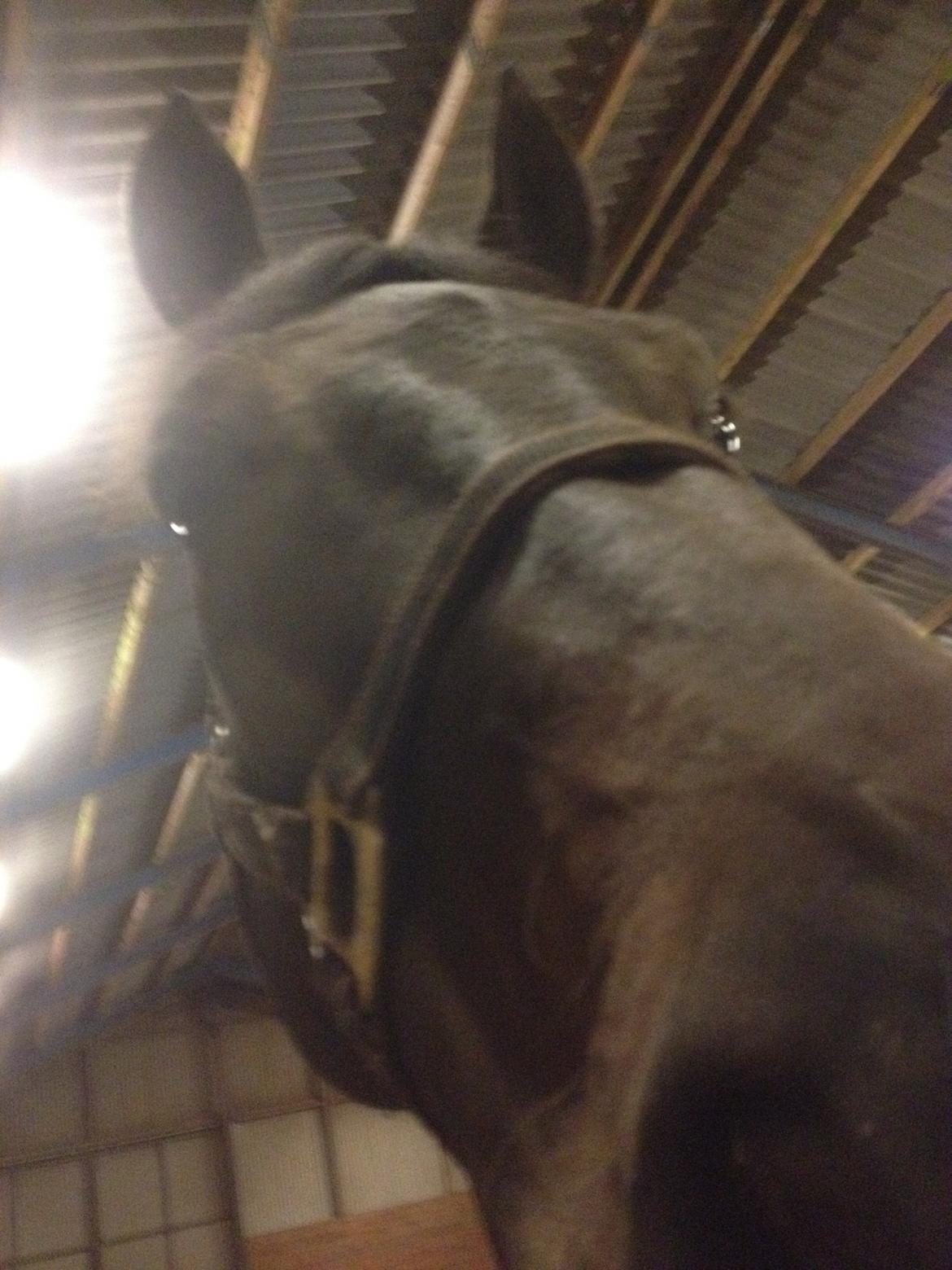 Dansk Varmblod Renoir billede 6