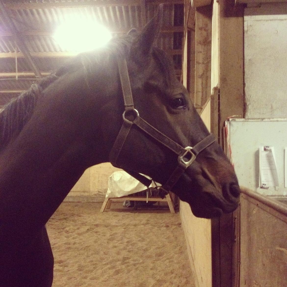 Dansk Varmblod Renoir billede 1