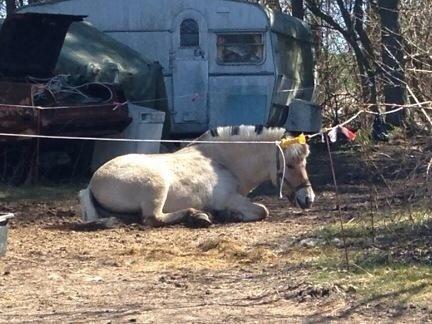 Fjordhest Hæstrups julius billede 13