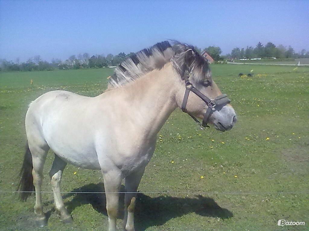 Fjordhest Hæstrups julius billede 14