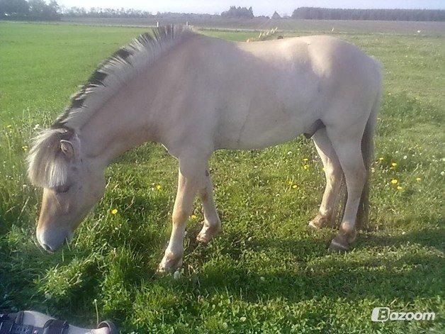 Fjordhest Hæstrups julius billede 15