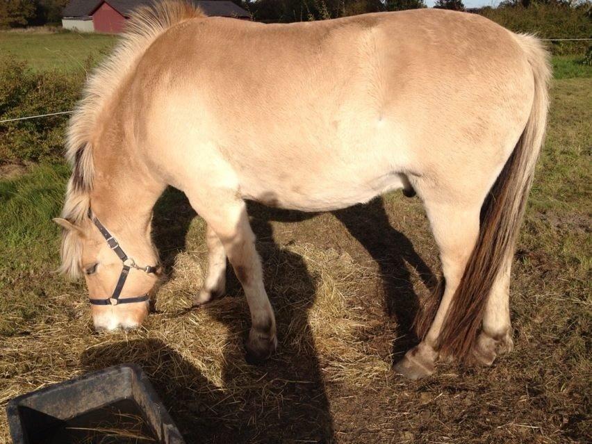 Fjordhest Hæstrups julius billede 16