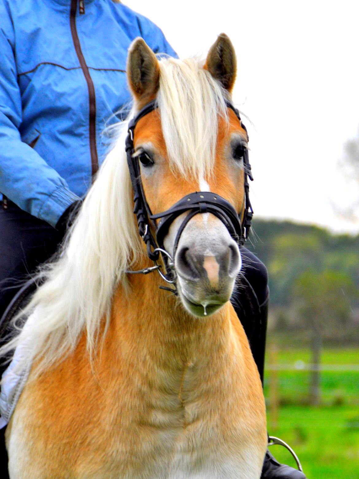 Haflinger Unikka Stald Friis - 19. okt. 2013 billede 5