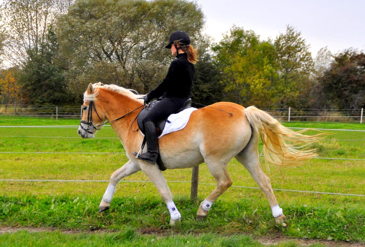 Haflinger Unikka Stald Friis - 19. okt. 2013 billede 11