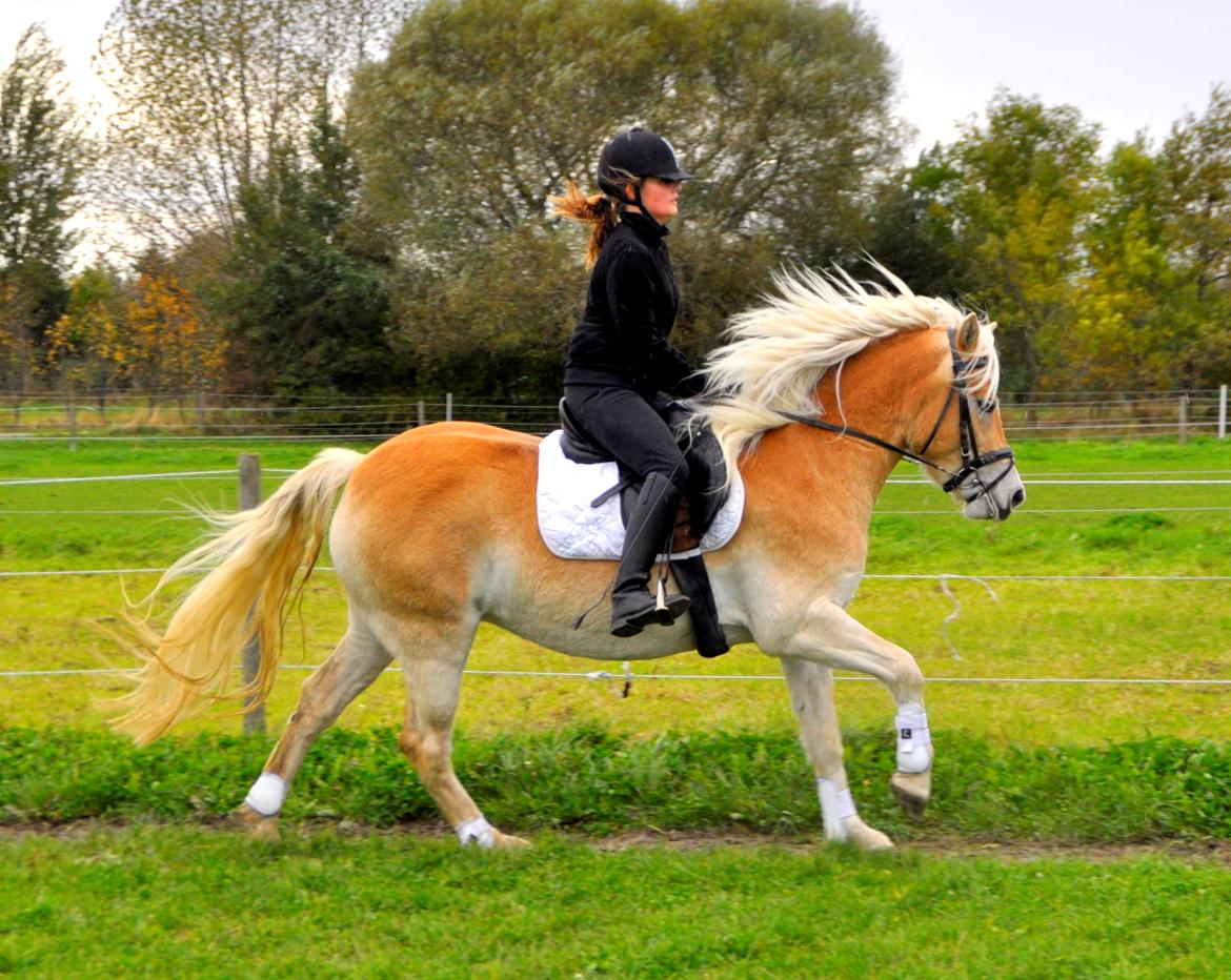 Haflinger Unikka Stald Friis - 19. okt. 2013 billede 4