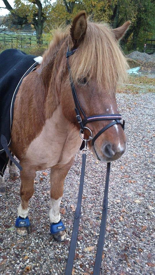 Islænder Neisti fra Munkhøj - Smukke fyr i efterårstøjet! (2013) billede 13