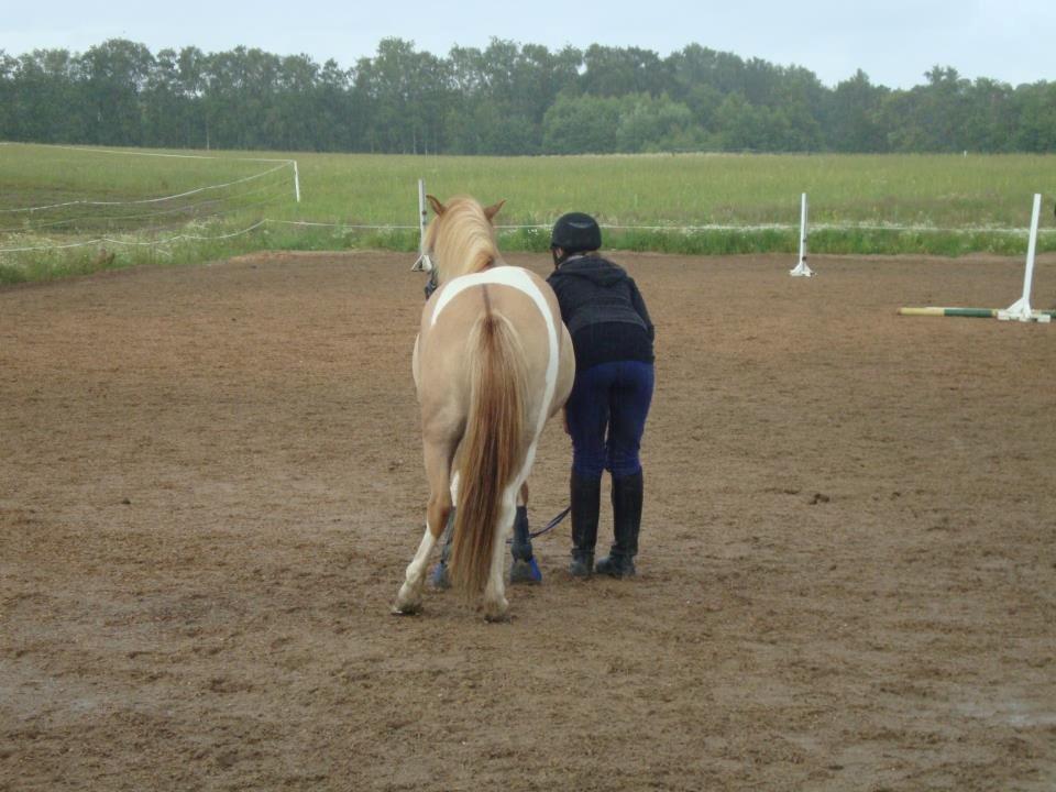 Islænder Neisti fra Munkhøj - Det regner og vi hygger! (2012) billede 14