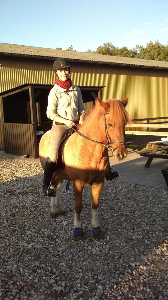 Islænder Neisti fra Munkhøj - Bassen med sin nye sadel! (2013) billede 15