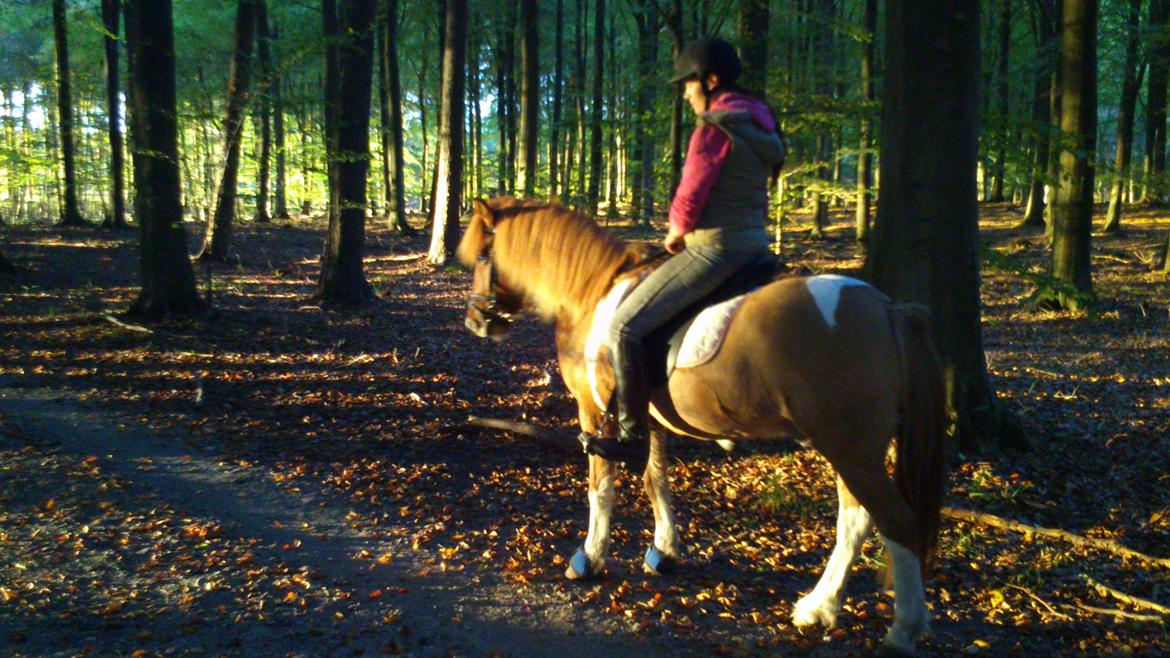 Islænder Neisti fra Munkhøj - Et lidt dårligt billede fra en af vores skovture med far. (2013) billede 16