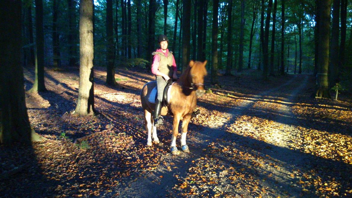 Islænder Neisti fra Munkhøj - Endnu et lidt dårligt billede fra en af vores skovture med far. (2013) billede 17