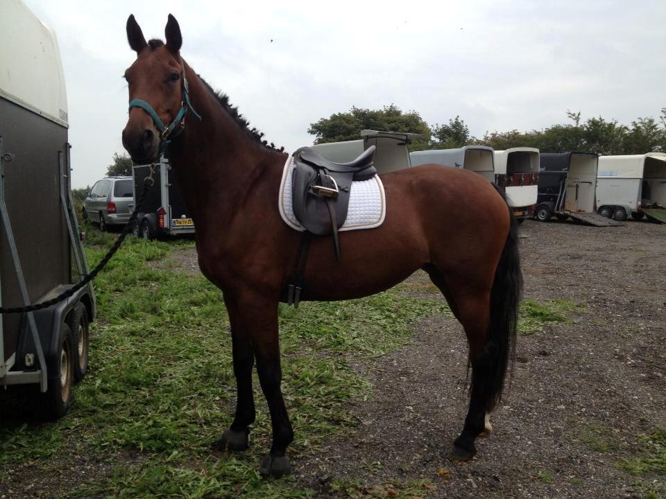 Oldenborg Java Rævdal - Opsadling til stævne på Hedelykke den 14-09-2013 
Dejlige Java <3 billede 16