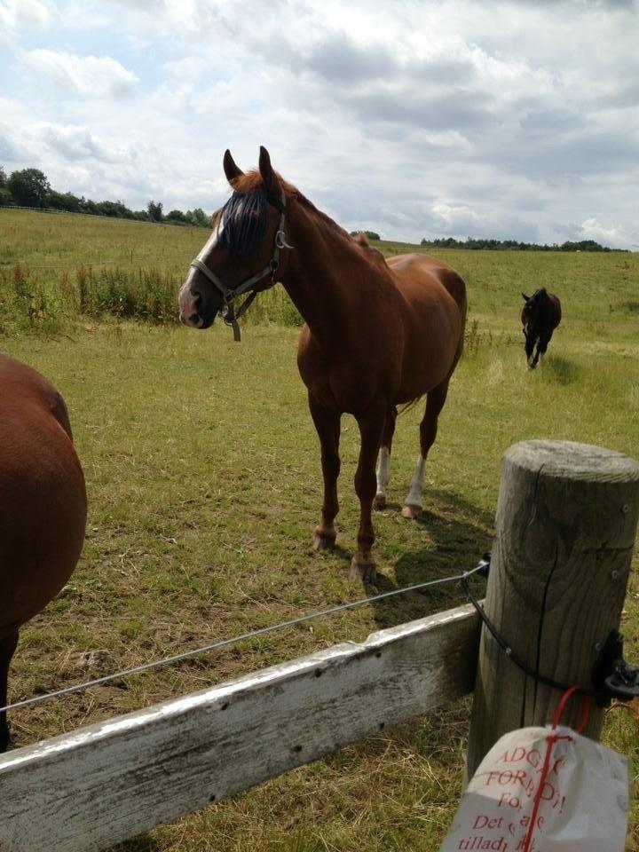 Dansk Varmblod Jack billede 20