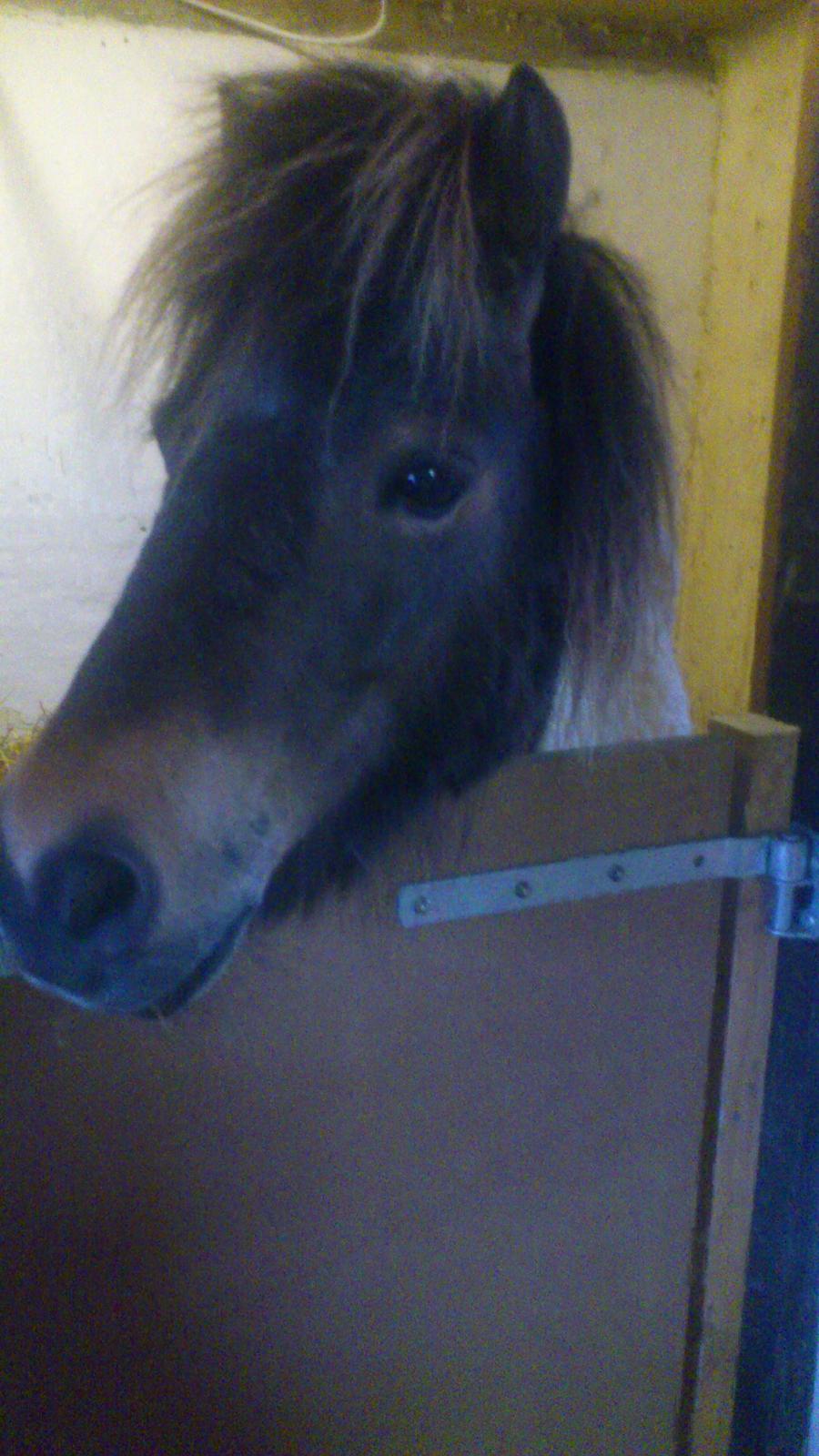 Shetlænder Hedens Madonna (Sandie) billede 1