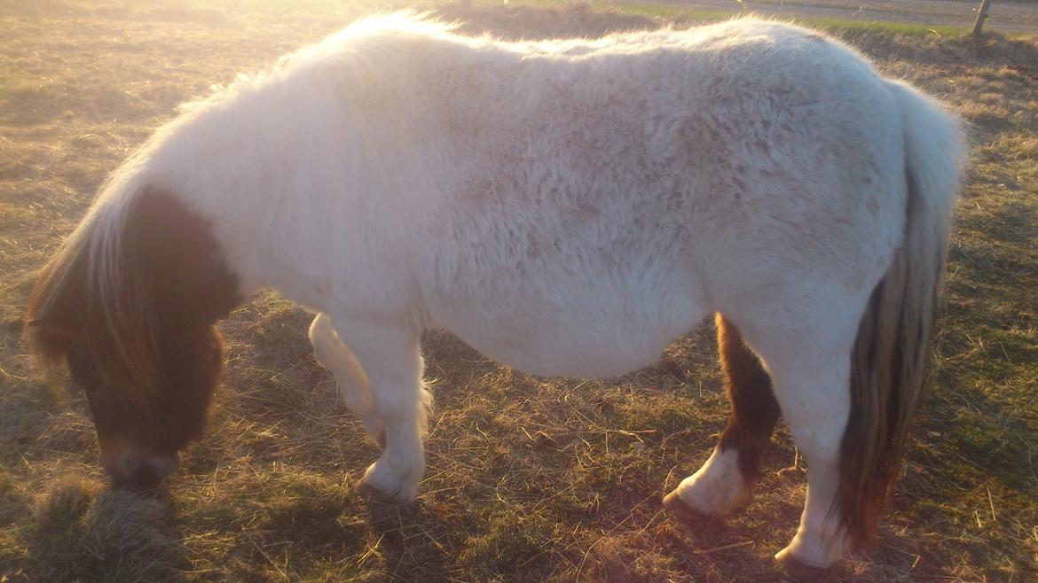Shetlænder Hedens Madonna (Sandie) billede 2