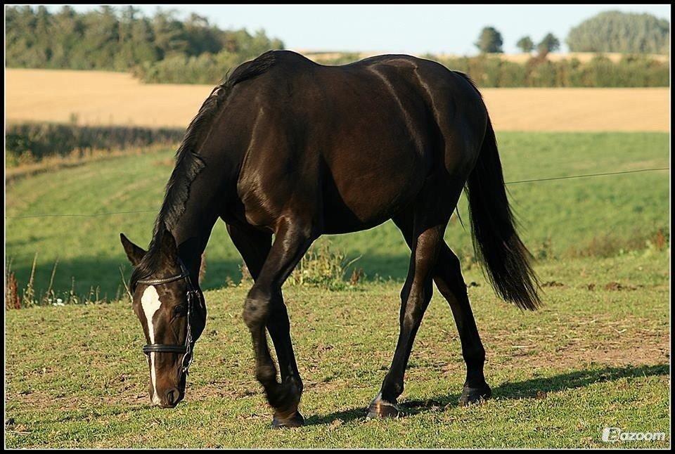 Oldenborg Landino - *Billeder fra gamle ejer billede 3