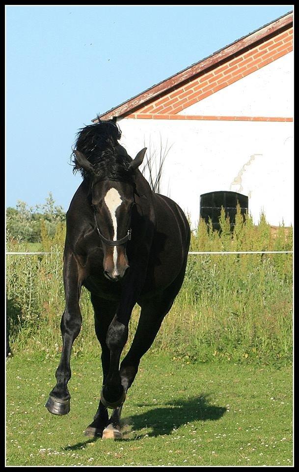 Oldenborg Landino - Velkommen til Landinos profil. :)
*Billeder fra gamle ejer billede 1