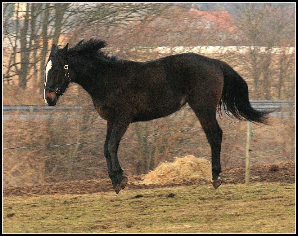 Oldenborg Landino - *Billeder fra gamle ejer billede 19