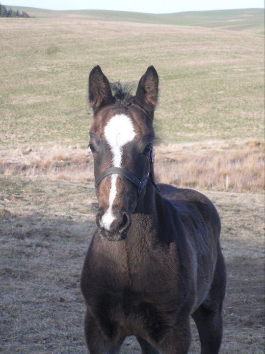 Oldenborg Landino - *Billeder fra gamle ejer billede 20