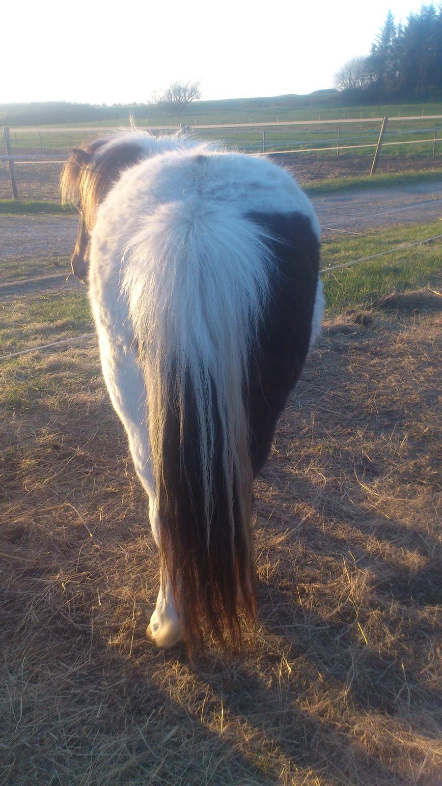Shetlænder Hedens Madonna (Sandie) - Fin bagdel ;-) billede 4